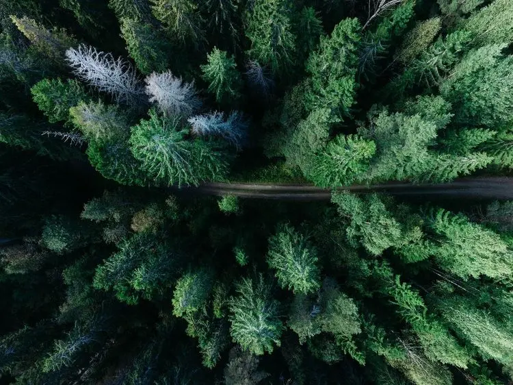 Highway through lush forest